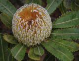 Banksia Flower