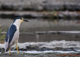 Bihoreau gris - Black-crowned Night-Heron