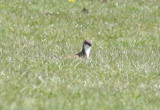 Stoat (Mustela erminea) Camperduin