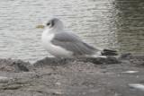 Kittiwake (Rissa tridactyla) Zuidpier IJmuiden 28-01-2012