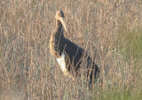 Aiguamolls 1-4-2012 Black Stork 2.jpg
