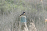 Delta Llobregat 6-4-2012 Redstart male