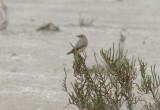 Delta de lEbre 2-4-2012 Redstart female 2.JPG