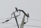 Delta de lEbre 2-4-2012 Peregrine Falcons.jpg