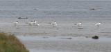 Delta de lEbre 2-4-2012 Gull Billed Terns