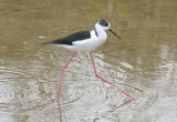 Black-winged Stilt (Himantopus himantopus) Delta de lEbre 2-4-2012.JPG