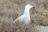 Audouins Gull (Ichthyaetus audouinii) Delta de lEbre, Spain
