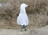 Audouins Gull (Ichthyaetus audouinii) Delta de lEbre, Spain