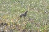 Pintailed Sandgrouse (Pterocles alchata) Lleida Steppe