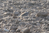 Eurasian Stone-curlew (Burhinus oedicnemus) Lleida plains, Catalunya 6-4-2012.JPG