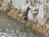 Red-bellied Dipper (Cinclus cinclus aquaticus) Baga Pyrenees 5-4-2012.JPG