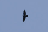 Common Raven (Corvus corax) Montserrat Catalunya.JPG