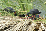 Purple Swamphen with chicks ( Porphyrio porphyrio) Quinta do Lago, Algarve, Portugal