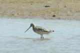 Bar-tailed Godwit (Limosa lapponica) Ria Formosa - Algarve