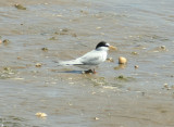 Little Tern (Sternula albifrons) Ria Formosa - Algarve