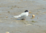 Little Tern (Sternula albifrons) Ria Formosa - Algarve