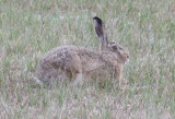 Brown Hare (Lepus europaeus) BRD - Müritz NP