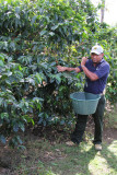 Doka Coffee Estate: Staff member explains how the coffee berries are picked & prepared for processing.