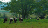 cows pastoral