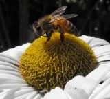 october honey bee
