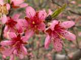 plum blossoms 1575
