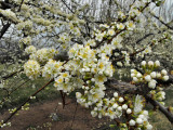 peach blossoms 1583