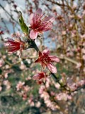 plum blossoms 1225-1