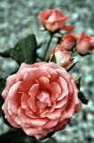 rose_0459