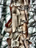 paper bark birch