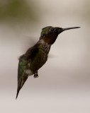 Humming Bird 2