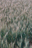 24 Staves of grain
