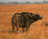 Bull Cape Buffalo