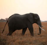 Left-Tusked Elephant