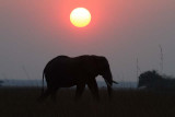 Elephant at Sunrise
