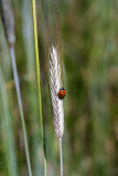 Ladybug