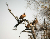 White-Backed Vultures