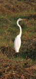 Great White Egret (Heron)