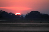 Lechwe Antelope at Dawn on the Busanga Plains