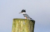 Female Belted Kingfisher