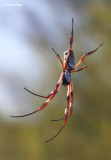 9299- Orb Weaver Spider at Goschen