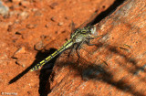 7932b-dragonfly