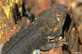 7871- Bearded Dragon