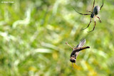 7887- Grasshopper trapped in a web