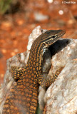 7898- Monitor - lizard