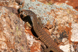 7908b- Monitor - lizard