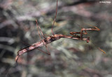 9287- Mantis