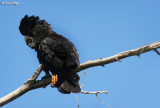 7766b- Red Tailed Black Cockatoo