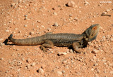 8254- Bearded Dragon