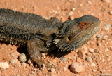 8258- Bearded Dragon