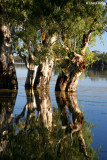 8272- the river has grown